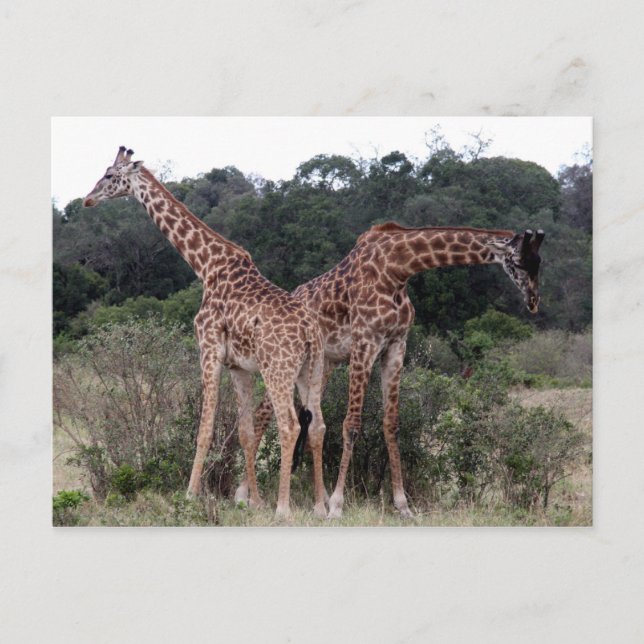 Postal giraffe duo (Anverso)