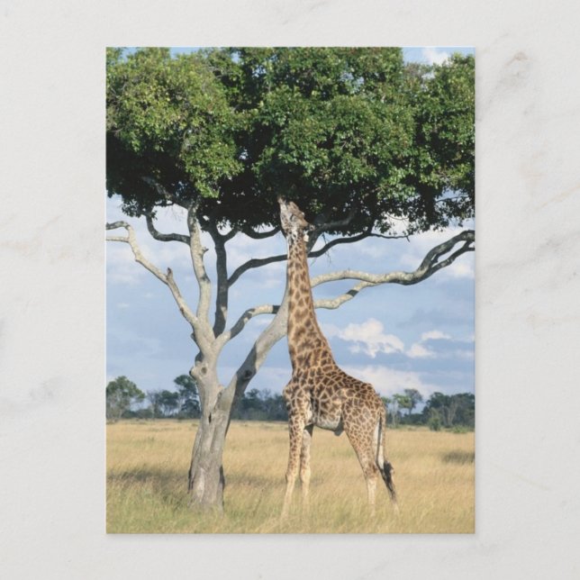 Postal Giraffe Eating (Anverso)
