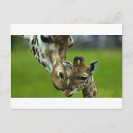 Postal Giraffe El amor de la madre