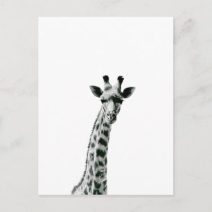 Postal Giraffe en blanco y negro