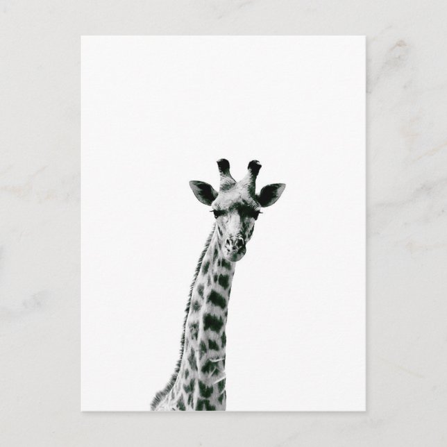 Postal Giraffe en blanco y negro (Anverso)
