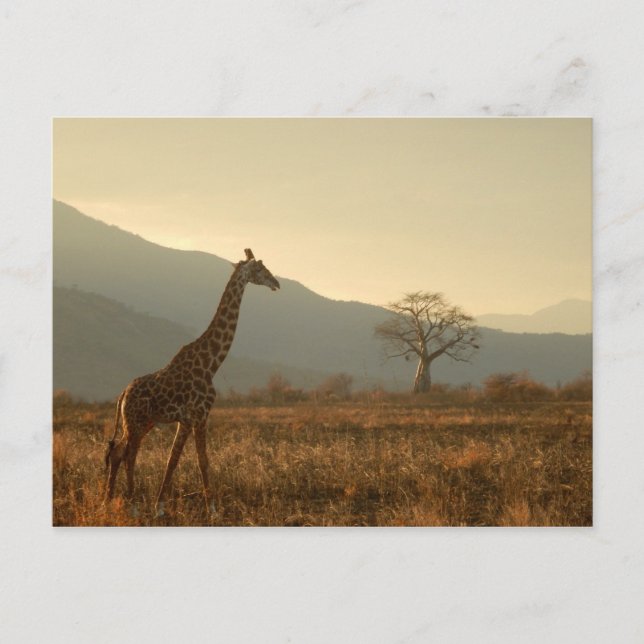 Postal Giraffe en la sabana (Anverso)