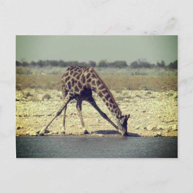 Postal giraffe etosha (Anverso)