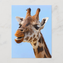 Postal Giraffe Face Close Photography