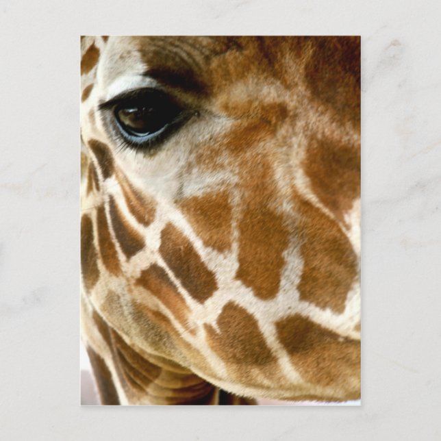 Postal Giraffe Face Closeup | Foto de naturaleza de anima (Anverso)