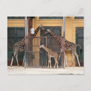 Postal Giraffe Family