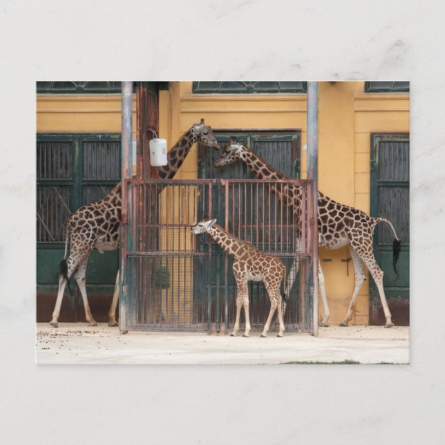 Postal Giraffe Family (Anverso)