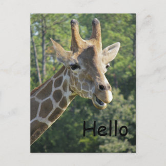 Postal Giraffe Friendly Hello