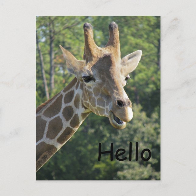 Postal Giraffe Friendly Hello (Anverso)