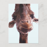 Postal Giraffe Funny Face<br><div class="desc">¡Apuesto a que nunca antes conociste una jirafa cara a cara! Me encantan esas pestañas.</div>