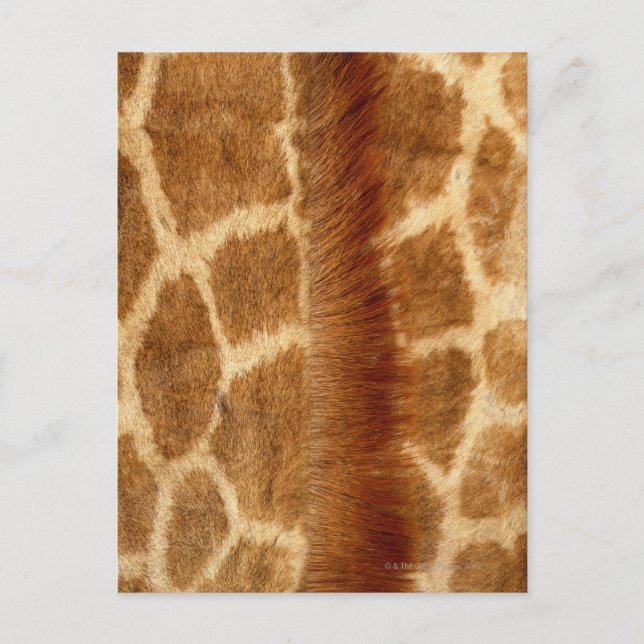 Postal Giraffe Fur (Anverso)