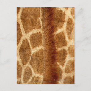 Postal Giraffe Fur