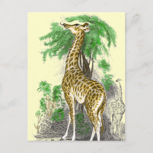 Postal Giraffe Gifts