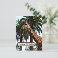 Giraffe Graciosa Dando Una Frambuesa,