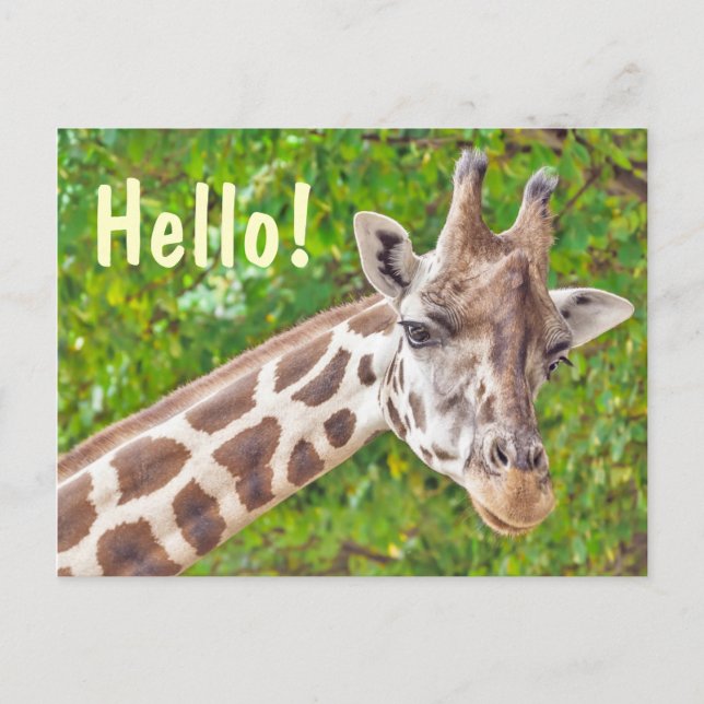 Postal Giraffe Hello (Anverso)