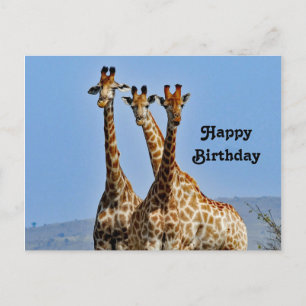 Postal Giraffe Herd de Vida Silvestre Foto Cumpleaños