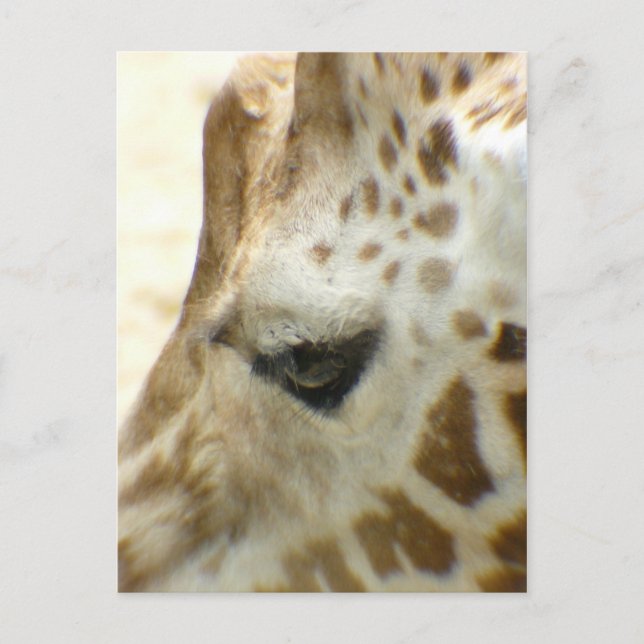 Postal Giraffe I (Anverso)