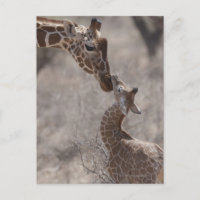 Giraffe, Kenya, África