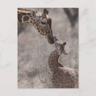 Postal Giraffe, Kenya, África