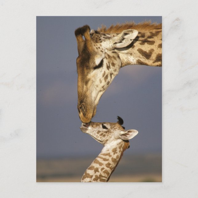 Postal Giraffe Kissing Baby Giraffe (Anverso)