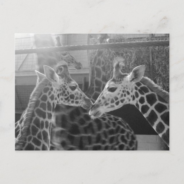 Postal Giraffe Love (Anverso)