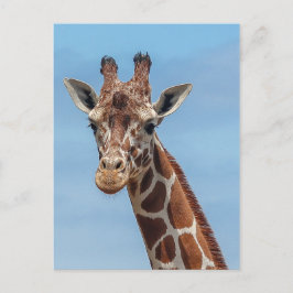 Postal Giraffe Mirándome Bien