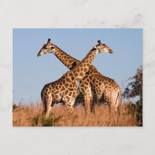 Postal Giraffe pair