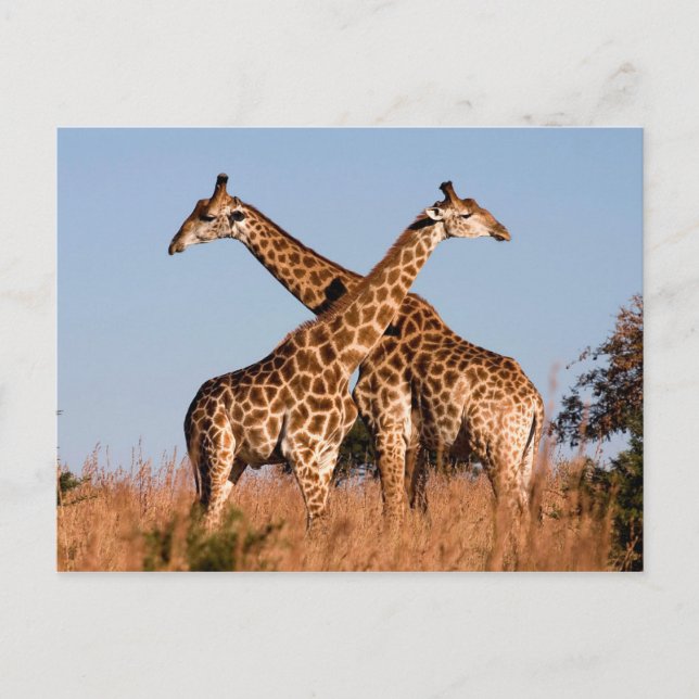 Postal Giraffe pair (Anverso)