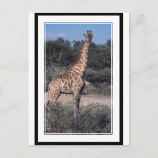 Postal Giraffe - Parque Nacional Etosha, Namibia