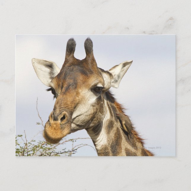 Postal Giraffe, Parque Nacional Kruger, Sudáfrica (Anverso)