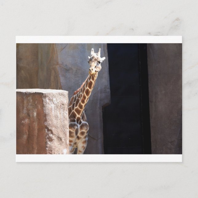 Postal Giraffe Peek-a-boo (Anverso)