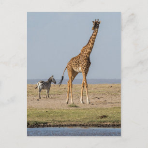 Postal Giraffe por un agujero de agua