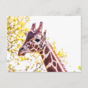 Postal Giraffe Portrait