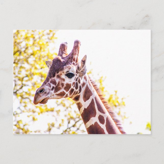 Postal Giraffe Portrait (Anverso)