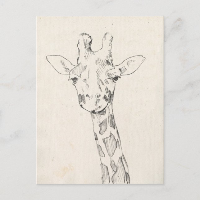Postal Giraffe Portrait | Esbozo (Anverso)