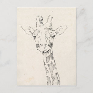 Postal Giraffe Portrait   Esbozo
