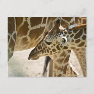 Postal Giraffe ・ Postcard