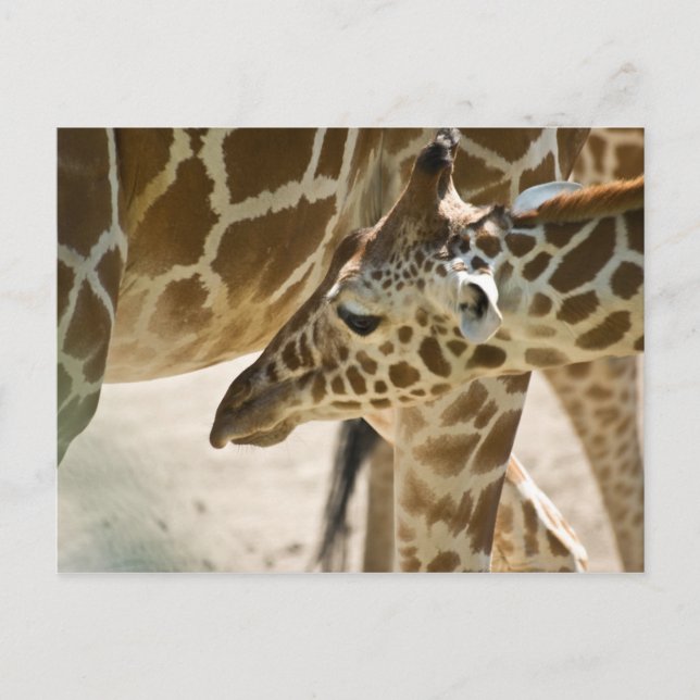 Postal Giraffe ・ Postcard (Anverso)