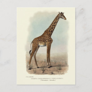 POSTAL GIRAFFE POSTCARD