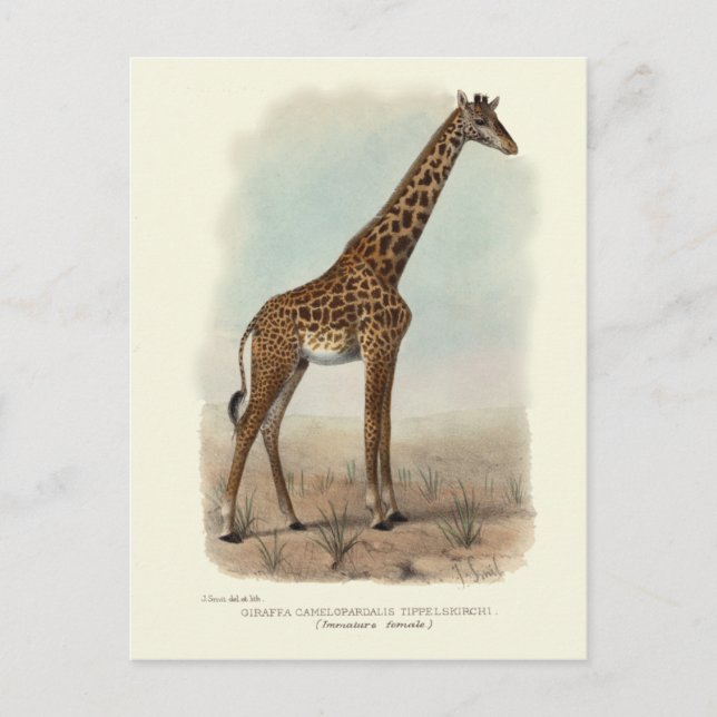 POSTAL GIRAFFE POSTCARD (Anverso)