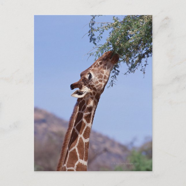 Postal Giraffe reticulada (Anverso)