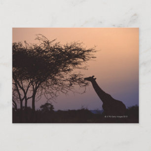 Postal Giraffe reticulada