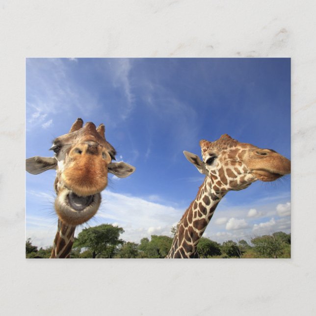Postal Giraffe reticulada (camelopardalis de Giraffa) (Anverso)