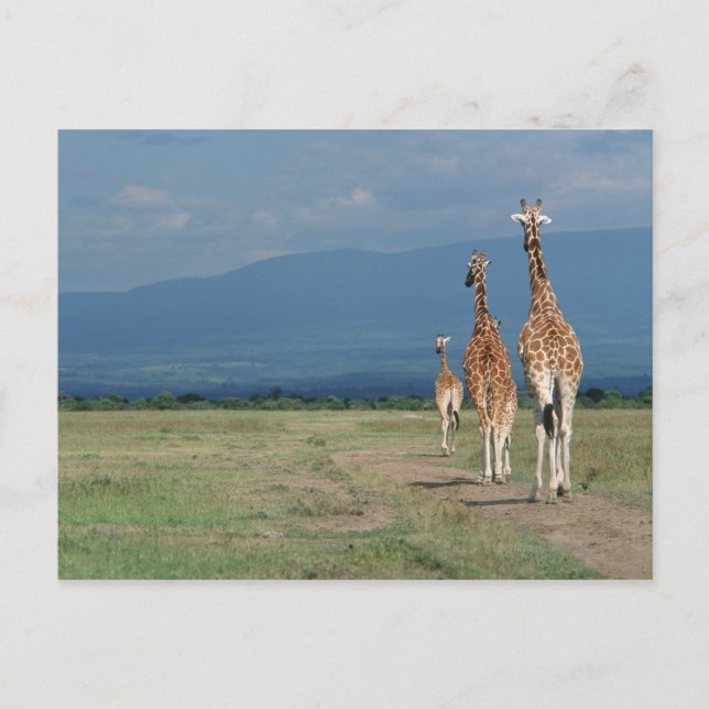 Postal Giraffe reticulada (camelopardalis de Giraffa 2 (Anverso)