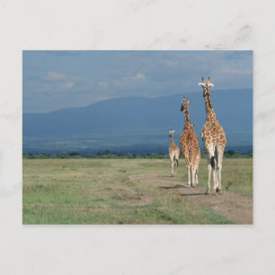 Postal Giraffe reticulada (camelopardalis de Giraffa 2