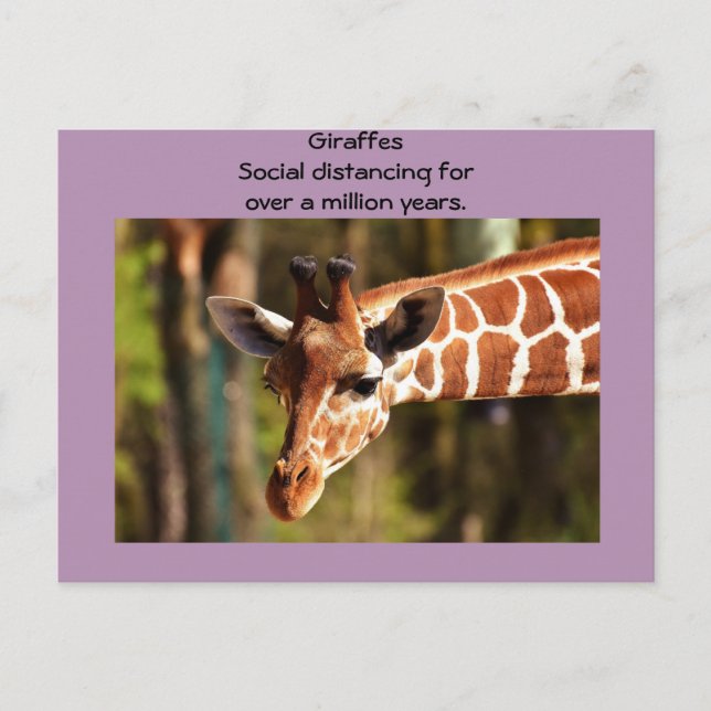 Postal Giraffe social a seis pies por Funnycomb (Anverso)