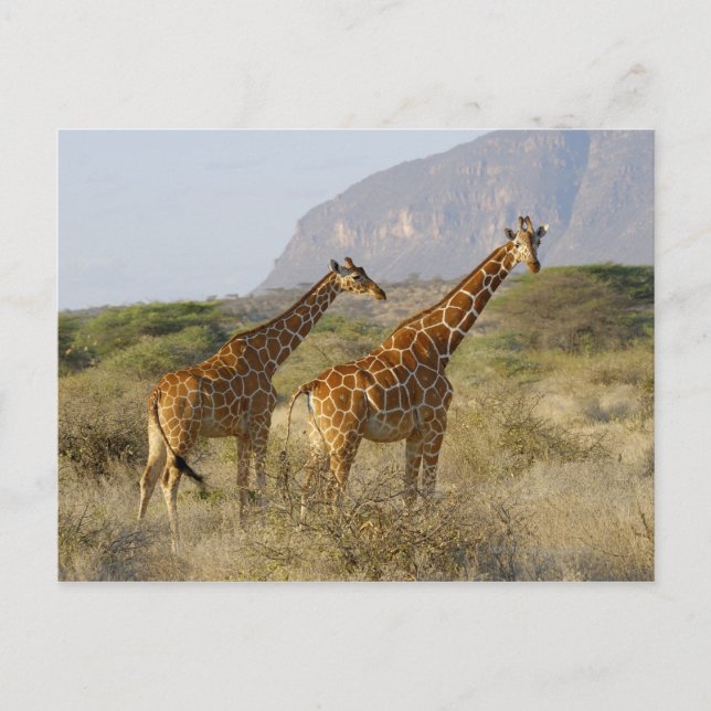 Postal Giraffe somalí, jirafa reticulada, giraffa (Anverso)