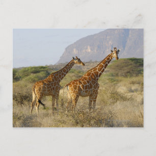 Postal Giraffe somalí, jirafa reticulada, giraffa