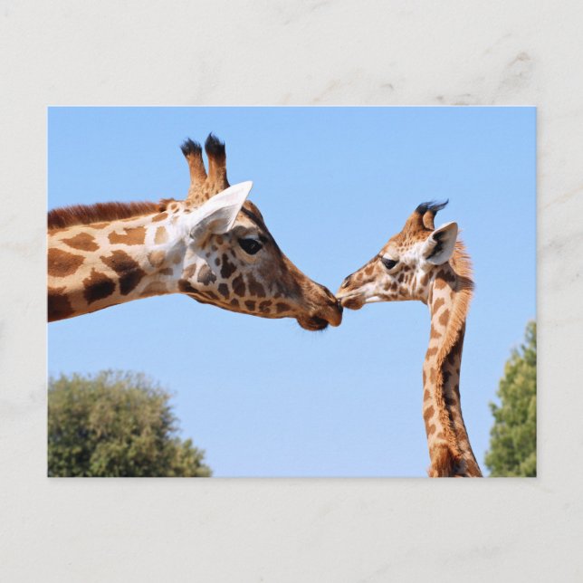 Postal Giraffe y bebé (Anverso)