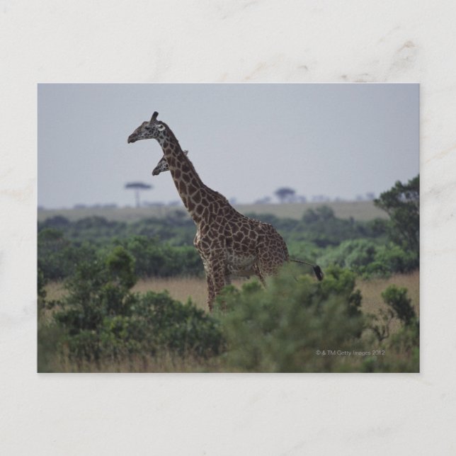 Postal Giraffes en África (Anverso)